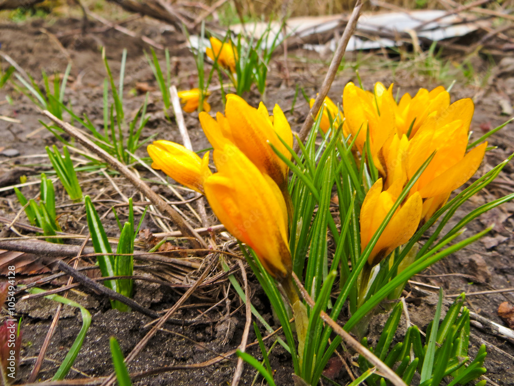 Crocuses on flowerbed on spring Crocuses on flowerbed on spring