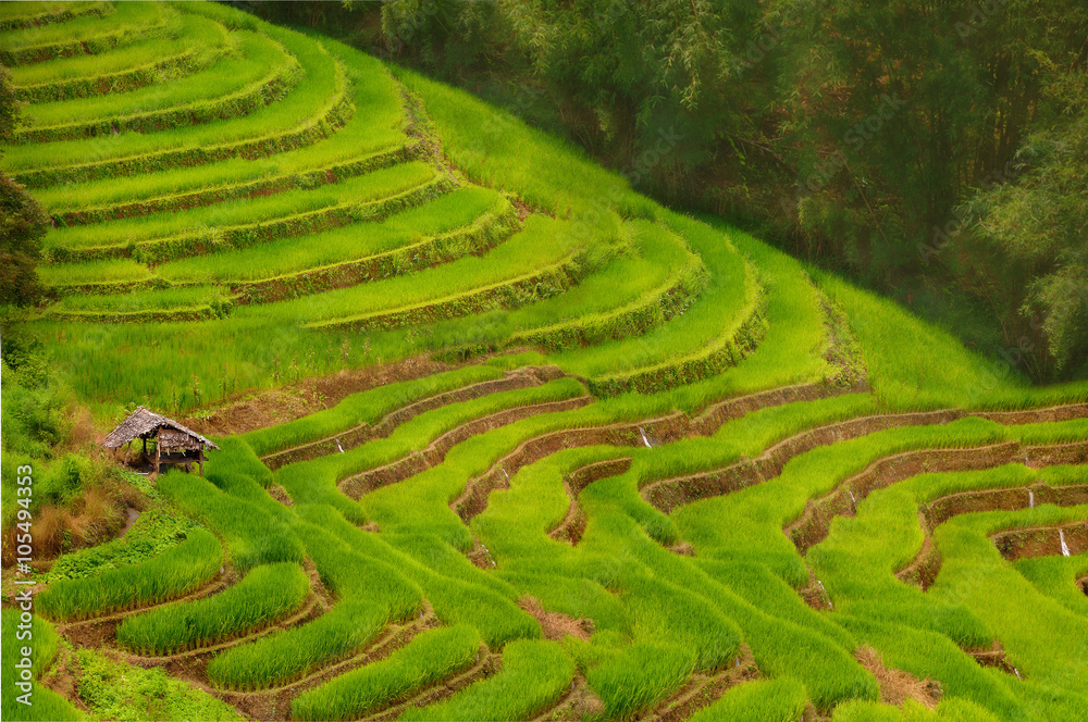 Beautiful landscape of green rice Terraces Field