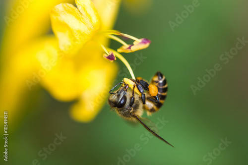 little bee on yellow flower