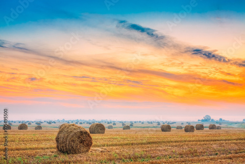 Rural Field Meadow With Hay Bales After Harvest in Sunny Day in 