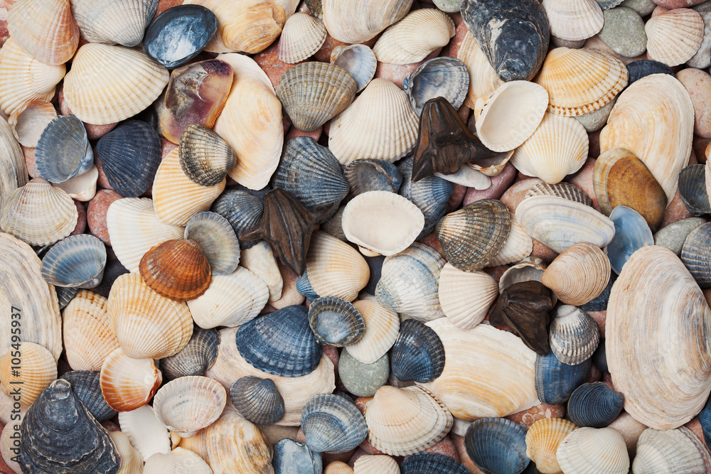 Collection of seashell for background, natural macro texture, top view