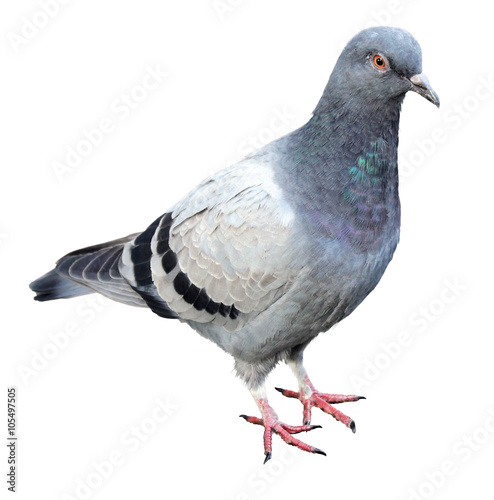 Common Grey Pigeon