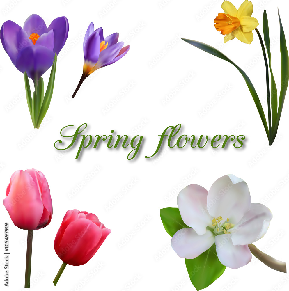 Spring flowers set Spring flowers set