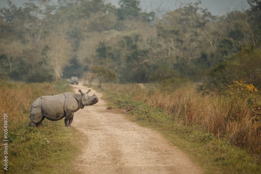 Obraz premium Big endangered indian rhinoceros in Kaziranga National Park / Big endangered indian rhinoceros in Kaziranga National Park