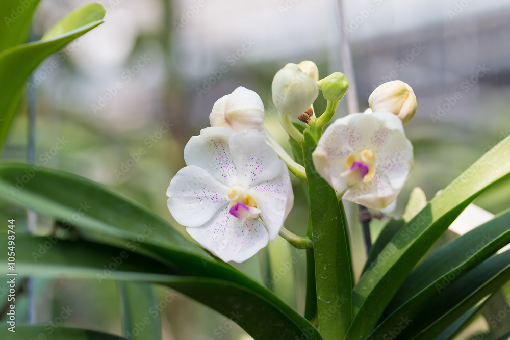 orchids purple Is considered the queen of flowers in Thailand orchids purple Is considered the queen of flowers in Thailand
