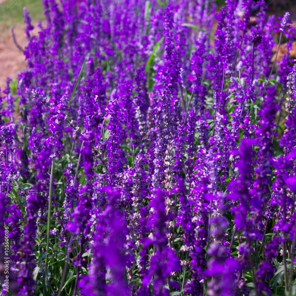 Naklejka premium Soft Focus of Blue Salvia Lavender Flower in the Garden and Blurred by the Wind for Texture Background