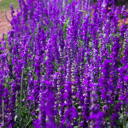 Soft Focus of Blue Salvia Lavender Flower in the Garden and Blurred by the Wind for Texture Background