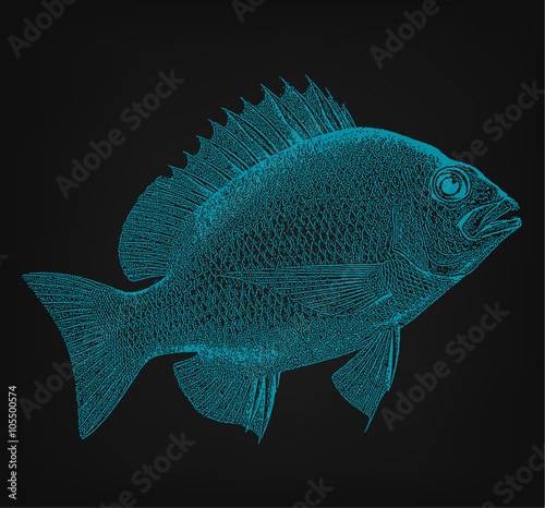 Fish vector