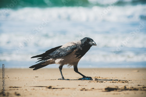 Corvo sulla spiaggia di Serapo a Gaeta photo
