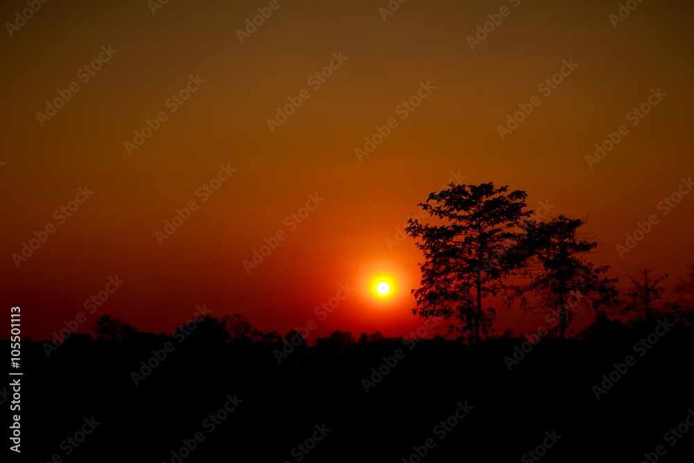 red sunset with a trees silhouette at sunset