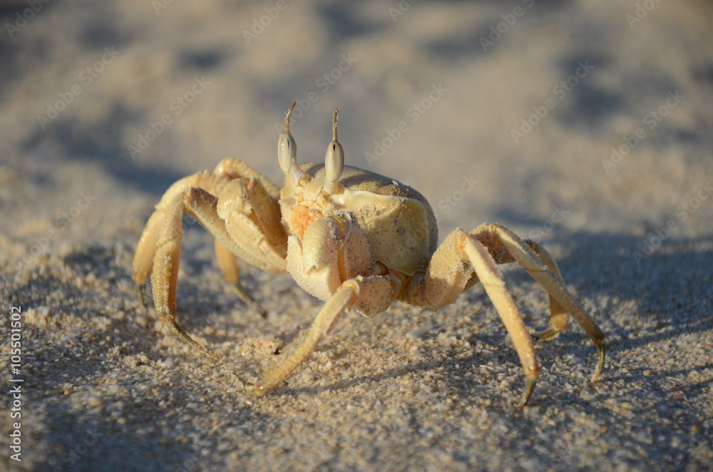 Sand Crab