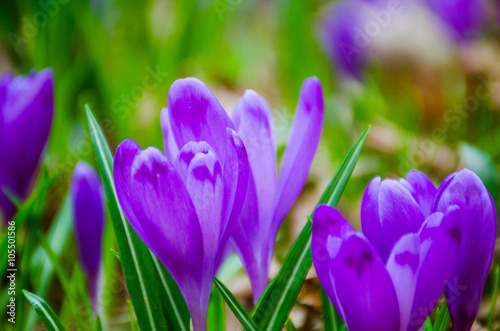 Crocus flowers