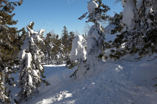 Красивый зимний, заснеженный лес на вершине горы Белая. Нижний Тагил. Свердловская область.