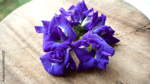 Butterfly Pea flowers on the wood
