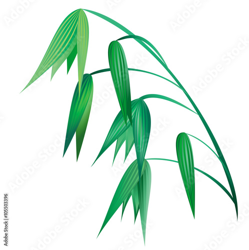 Oat. Hand drawn vector illustration of green oat ear on white background in realistic style.