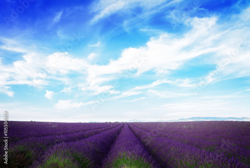 Lavender field under blue sky