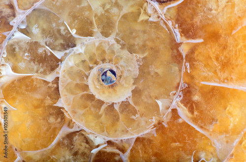 yellow ammonite spiral macro