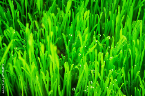 Soft green grass
