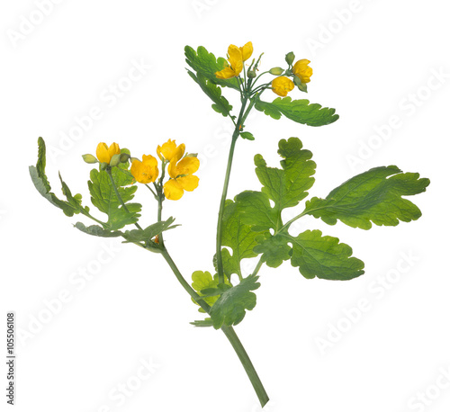 yellow celandine flower with large leaves photo