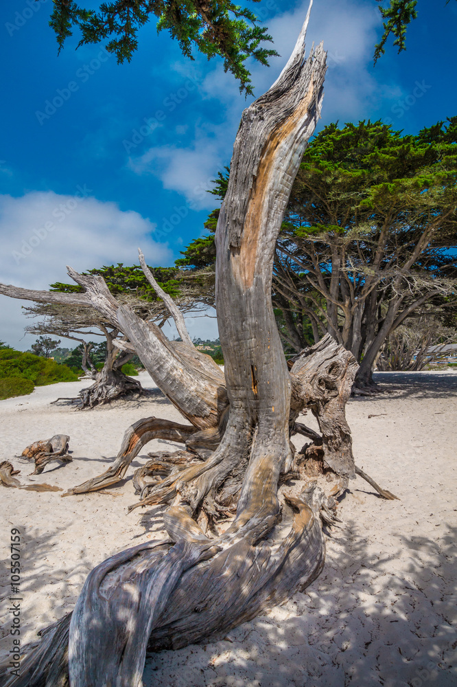 Old pine roots at the beach of Carmel by the Sea