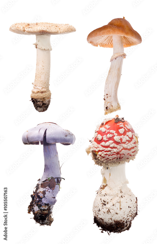 set of four gillbearing fungus isolated on white foto de Stock Adobe