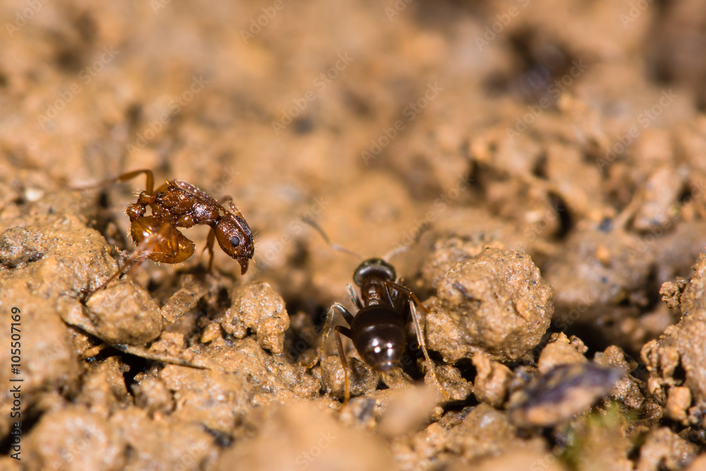 Common red ant (Myrmica rubra) and small black ant (Lasius nigra) Black ants attacks a red ant nest, with a red ant adopting a defensive posture after being stung
