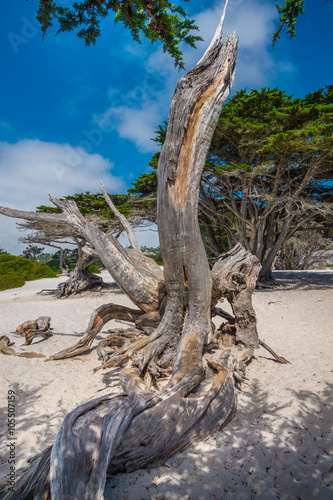 Old pine roots at the beach of Carmel by the Sea