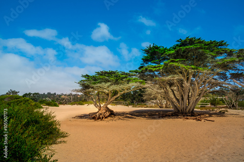 Rooty pine trees at a beach in Carmel beach at beautiful weather