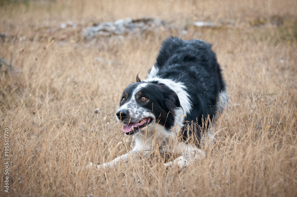 Fototapeta premium lekfull bordercollie utomhus