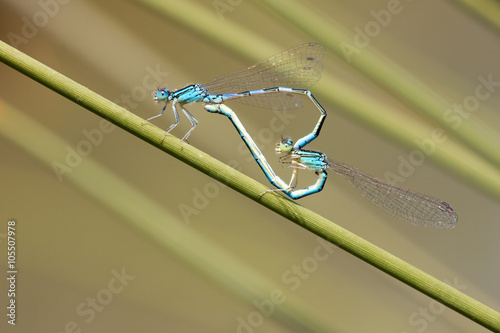 blue damselfly mating act. Heart symbol
