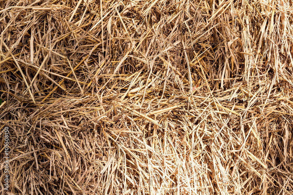 Closeup of the chaff Closeup of the chaff