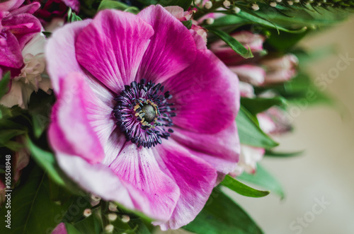 Beautiful romantic spring flower anemone macro