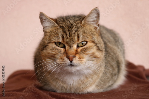 Fototapeta Naklejka Na Ścianę i Meble -  domestic cat