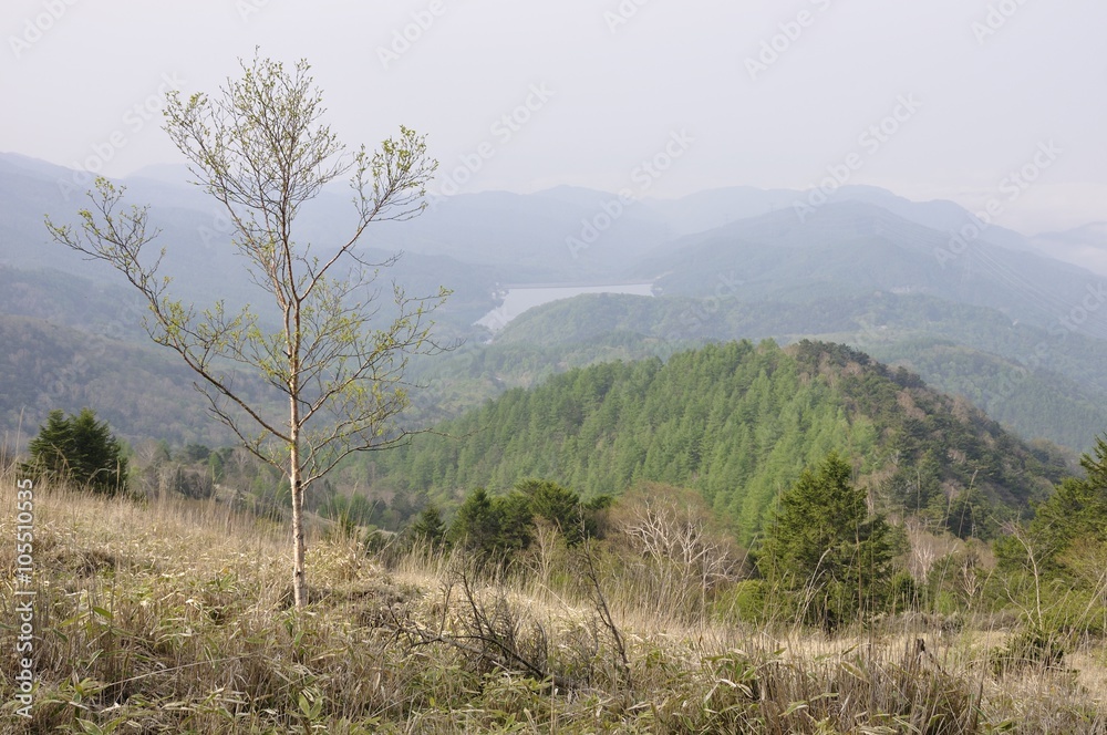 笹原に立つ岳樺