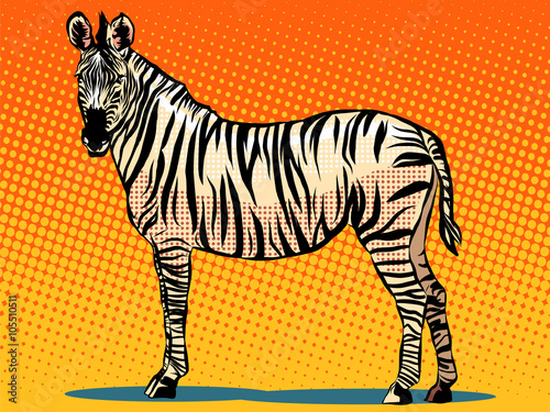 African Zebra animal