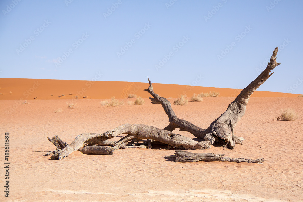 Branch of Dead Tree in Deadvlei, Namib Desert, Namibia Branch of Dead Tree in Deadvlei, Namib Desert, Namibia