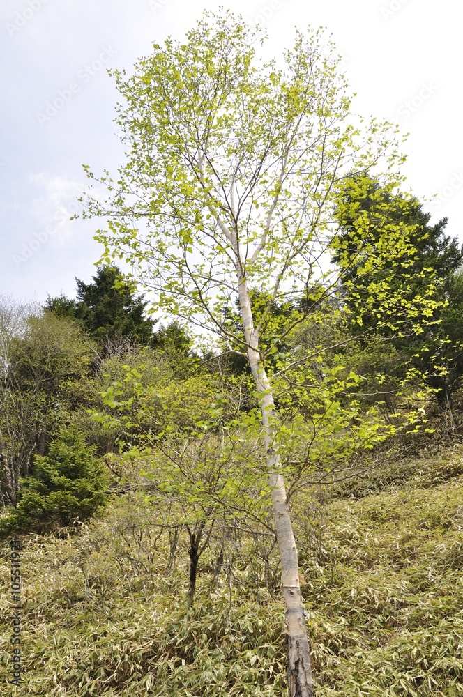 Fototapeta premium 高原の風景