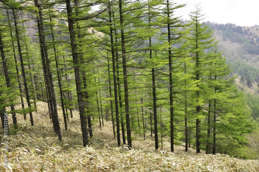 Obraz premium 唐松林