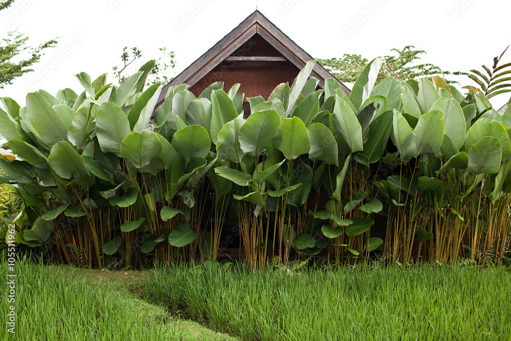 Obraz premium wooden house in the garden. Wood roof hiding in big exotic leave