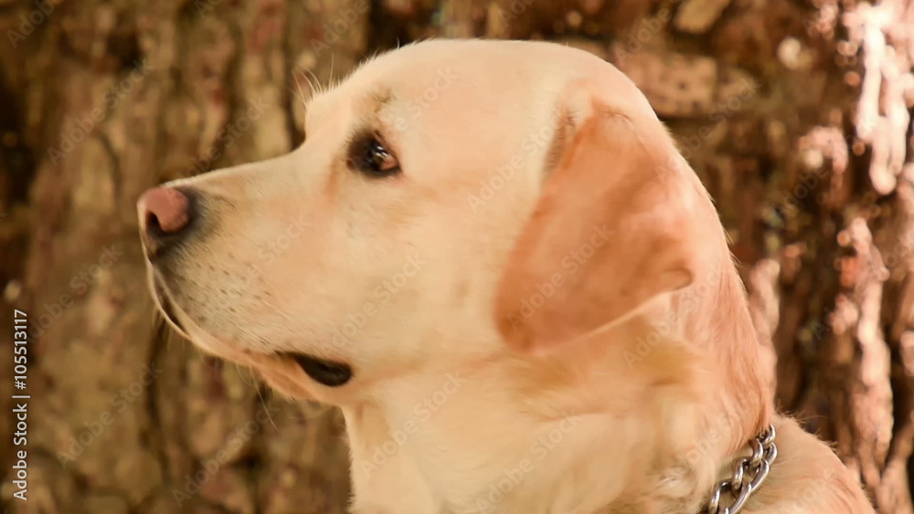Close up Labrador dog portrait. Close up Labrador dog portrait.