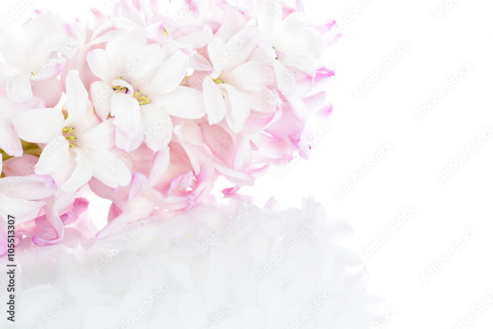 Pastel pink hyacinth background