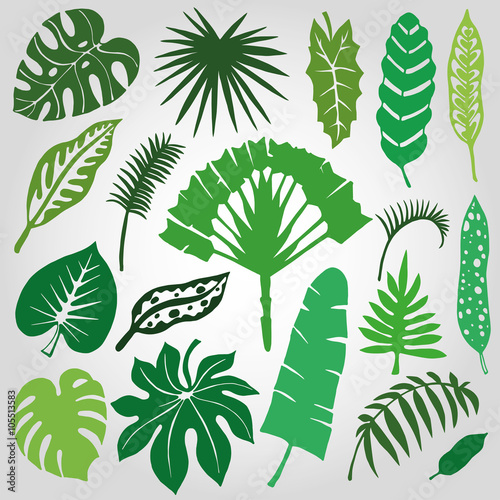 Tropical palm leaves branches set.Silhouette Green