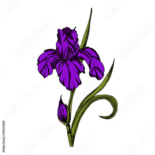 vector illustration ornamental irises