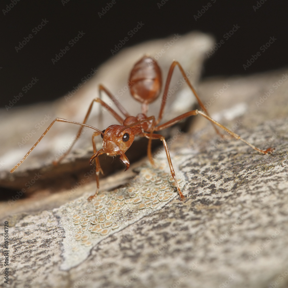 Orange ant opens mouth for pattern Orange ant opens mouth for pattern