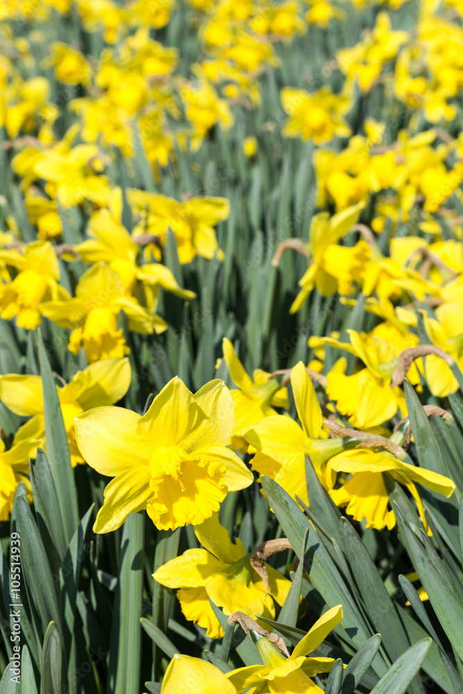 Obraz premium Yellow narcissus flower heads background