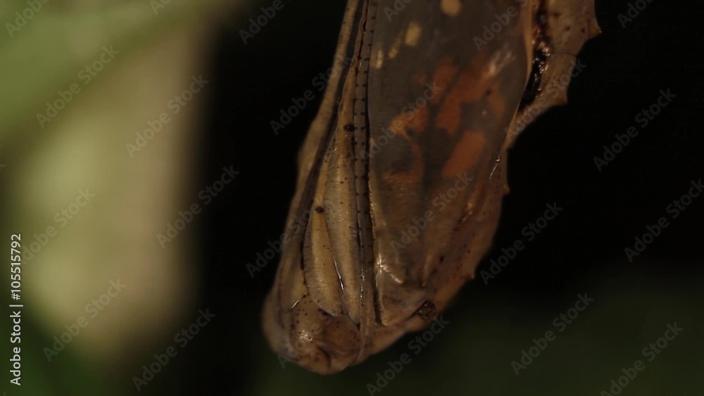 A butterfly emerging from its chrysalis