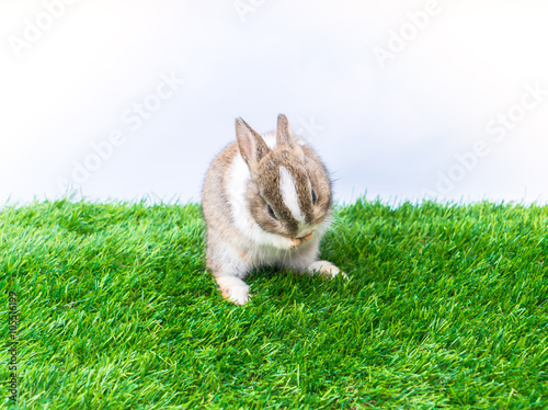 Rabbit on green grass for easter holiday