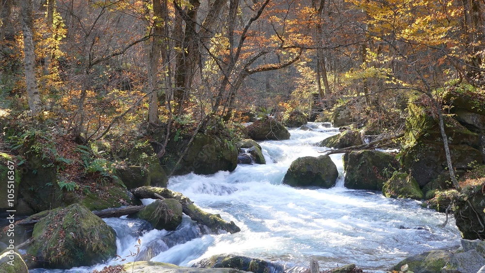 The Mysterious Oirase Stream flowing through the autumn forest in Towada Hachimantai National Park in Aomori Japan The Mysterious Oirase Stream flowing through the autumn forest in Towada Hachimantai National Park in Aomori Japan