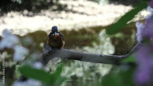 Kingfisher on a sunny perch by an English river