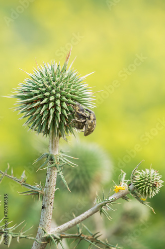 Echinops Sphaerocephalus plant and beetle weevil